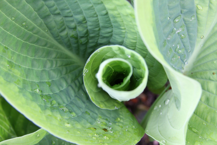 Fresh Leaves